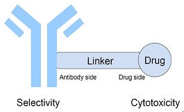 癌症治疗须知：什么是抗体偶联药物（ADCs）？