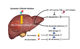 新疗法加合成 CDK4/6抑制剂可治疗难治癌症