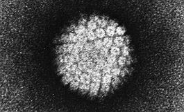 美国看病：海外专家称单剂量 HPV 疫苗也非常有效