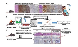 海外研究：胃癌模型的建立有助于干细胞的鉴定