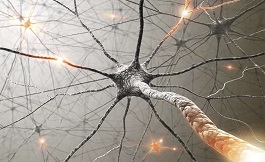 海外研究：神经回路到化疗的副作用