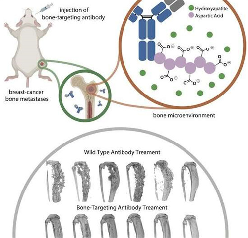 海外研究：靶向骨转移的工程肽抗体
