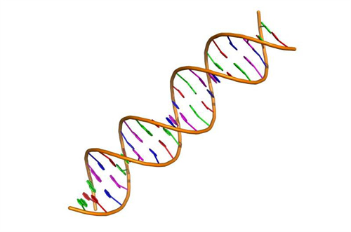 DNA 修复.jpg