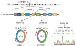 环状 RNA circCCNB1 可抑制鼻咽癌的迁移