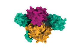 新蛋白质复合物结构揭示了靶向关键癌症通路