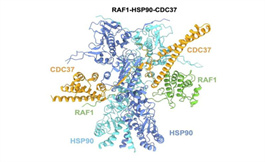 RAF1 结构的揭晓，是肺癌新药研发的关键一步