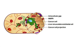 有研究发现转移癌细胞浸润肝脏的相关机制