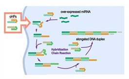 发夹状 DNA 与微小 RNA 结合能引发免疫反应