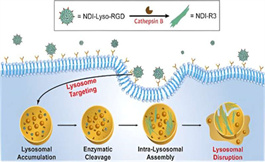 如何选择性靶向癌细胞溶酶体并克服耐药性