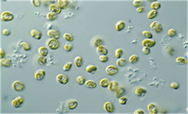 galinpeimut-S 获得 FDA 对罕见儿科疾病的指定