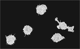 无论 pCR 状态如何，围手术期 Durvalumab 都有益处
