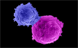 一线 Ribociclib 加 ET 治疗阴性转移性乳腺癌的安全性
